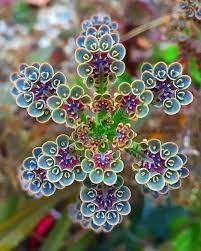 The two plants mother of millions and the mother of thousands do bring confusion due to their similitude. Mother Of Millions Succulent Kalanchoe Tubiflora Planting Succulents Succulents Plants