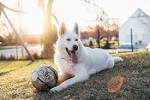 Pyrenean Mountain Dog - Wikipedia