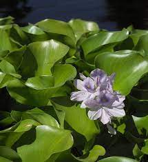 Water Hyacinth Pond Plant Flores Encantos Encanto Da Sereia