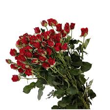 Maybe you would like to learn more about one of these? Mirabel Black Tulip Group
