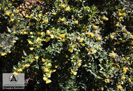 Image result for Berberis verruculosa
