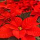 Fundraiser – TOP Optimist Club Poinsettia Sale event in Centerville, OH