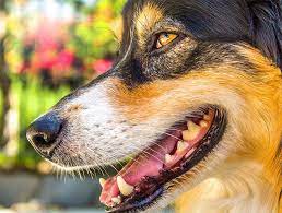 Contact your dentist by phone or email. Berlin Pet Dentists Dog Teeth Cleaning