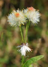 Image result for Crassocephalum crepidioides