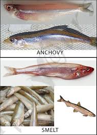 Confused Over Fish Names The Treasure House Of Recipes Flavours Anchovy Vs Smelt In 2020 Fish Smelt Fish Recipe Over Fish