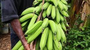 Siram pokok pisang dengan jumlah air 8 hingga 12 liter setiap hari. Umbisi Pisang Nangka Buah Besar Dengan Baja Organik Terbaik Youtube