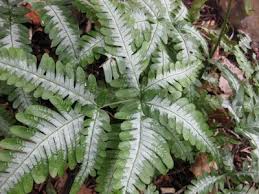 Image result for Pteris similis