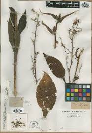 Image result for Sonchus dregeanus