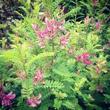 Image result for Hionanthera