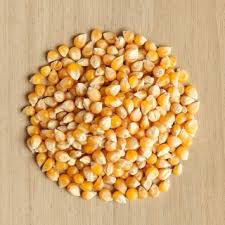 Hasilnya juga mempunyai nilai guna. Jagung Jagung Zea Mays Benih Garden Seeds Market Penghantaran Percuma