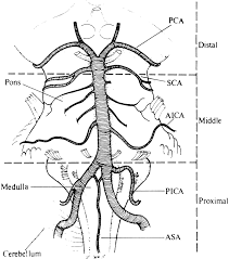 Image result for Posterior Circulation