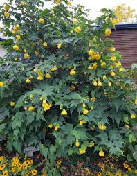 Image result for Abutilon lauraster