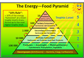 There are other ecological pyramids that show other aspects of ecosystem structure. How Does An Energy Pyramid Help To Describe The Flow Of Energy In A Food Web Quora