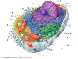 There are lots of different animal cells that each carry out specialized functions. Pin By Soluna On Medical Assisting Instructor Resources Human Cell Diagram Physiology Human Anatomy And Physiology