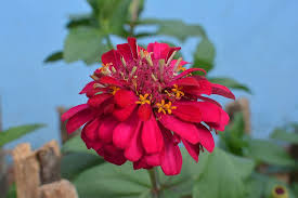 If peach flower is the typical symbol of northern regions on the occasion of lunar new year, spring in southern part of vietnam can't be completed without yellow apricot flowers. Chinese New Year Flowers Viet Nam Holiday Tet Holiday In Vietnam Sunny New Year Lunar New Year Tet Vietnam Nha Trang Vietnam Flowering Plant Flower Pxfuel