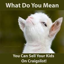 17 Funny Baby Goat Quotes Memes And Puns Ideas Goat Quote Baby Goats Funny Babies