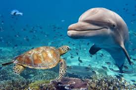 We did not find results for: Aquatic Habitat Classnotes Ng