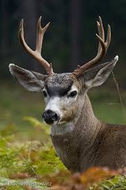 Black And White Pictures Of Whitetail Deer Black Tailed Deer Nw Calif Photography By David Moskowitz Edelhert Wilde Dieren Dieren