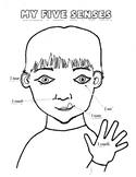 5 Senses Coloring Sheet Worksheets Teaching Resources Tpt