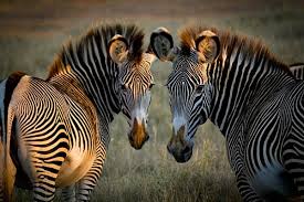 Zebras Zebras Unity Photography Zebra