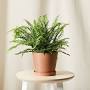 Indoor Air Purifying Plants & Herbal from usa11.forestgeneralsurgery.net