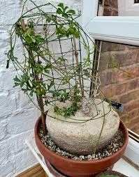 Image result for Kedrostis capensis