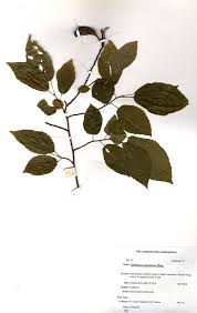 Image result for Glyphaea