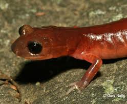 Image result for Actinanthella