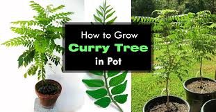 Growing Curry Leaves Plant How To Grow Curry Tree