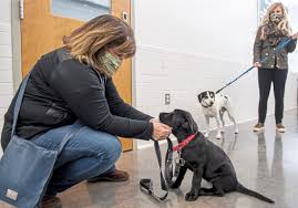 Humane animal rescue's adoption team works to match people with an adoptable animal. Pet Tales Lots Of Animal Lovers Adopting Pets While Sheltering In Place Pittsburgh Post Gazette