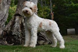 Lagotto romagnolo ✔️ italienischer wasserhund & trüffelhund. Zuchter Nrw Italienischer Wasserhund