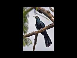 Koyal Bird Sound Ringtone Free Download Joepulse