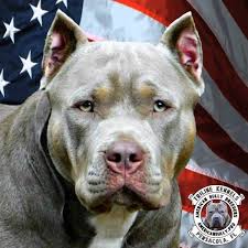 Our breedings are carefully planned out, sometimes a very long time in advance. Triline Kennels Home Facebook