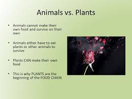 Kinds of respiration in plants 3. Photosynthesis Respiration Energy For Plants Animals Ppt Download