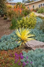 Alien invasive succulent plant list for south africa; Succulent Garden Ideas Succulent Shop Nursery South Africa Buy Succulents Online