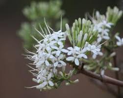 Image result for Pavetta sp. I