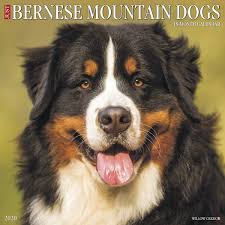 Just Bernese Mountain Dog 2020 Wall Calendar Dog Breed
