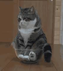 See more ideas about quotes, funny quotes, sarcastic quotes. Stupid Cat Gifs Tenor
