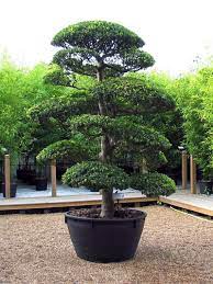 One Of The Very Finest Ilex Crenata We Ever Had Now Happily Ensconced In West Sussex Architectural Plants Japanese Garden Boxwood Garden