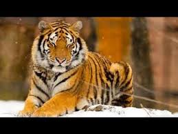 Wild Life Documentary Animal Planet Wildlife Animals Tiger Goruntuler Ile Hayvanlar