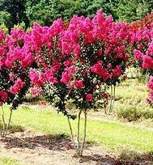 Buy Pink Velour Crape Myrtle Trees Online At Greenwood Nursery Crape Myrtle Flowering Trees Crepe Myrtle Trees