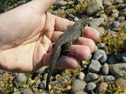 Get a 24.000 second house lizards (gecko) on ceiling stock footage at 29.97fps. How To Tame Your Lizard Or Reptile Pethelpful