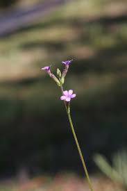 Image result for Buchnera randii