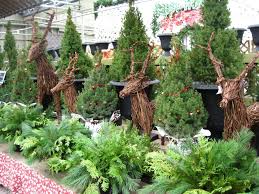 Grapevine Reindeer Live Christmas Trees And Winter Urn Inserts Oh My Georgina Garden Centre Christmas Tree Store Garden Center Displays Christmas Display