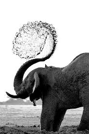One Morning I Shot An Elephant In My Pajamas Pin By Elizabeth Braulick On Water Without Story Save The Elephants Animals Beautiful Animals Wild