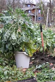 How to overwinter vegetable garden. Cold Hardy Vegetables For Fall And Winter Gardening
