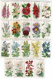 We did not find results for: Pin By Pam Porter On Garden Plants Cottage Garden Plants Flowers Names And Pictures Cottage Garden
