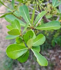 Image result for Manilkara mochisia