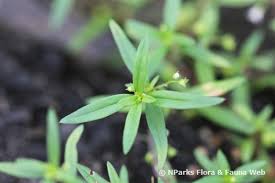 Image result for Oldenlandia corymbosa