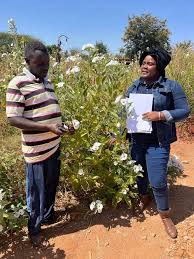 Image result for Astripomoea hyoscyamoides